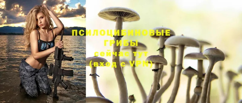 Псилоцибиновые грибы Psilocybine cubensis  Краснознаменск 